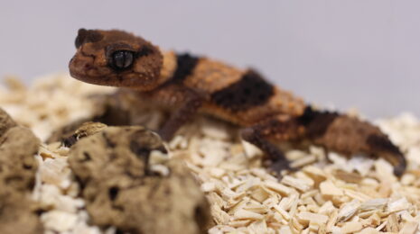 Nephrurus